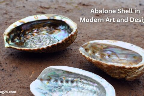 Abalone Shell