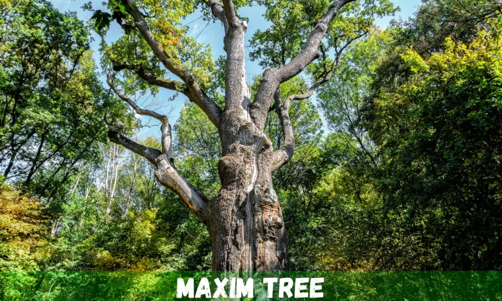 Maxim tree